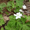 ニリンソウ。