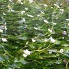 流れに揺れる梅花藻。