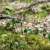 苔のベッドから新芽が。