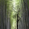 そうだ