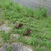 鴨川の鴨さん。寄ってくる(*_*;