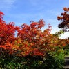 登山道も紅葉してました