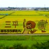 9/16　八郎潟町の田んぼアート