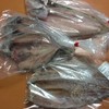 アジ５枚カマス５枚サンマ３枚