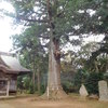 ⑱松山神社と大杉