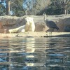 鳥にパクられます