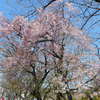 ⑲桜満開っ！