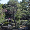 白鳥庭園H30.3.17