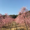こちらの梅林もとっても良いです