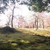 城南宮(京都府)の梅