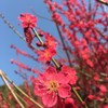菅原神社(三重県)