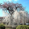 円山公園の垂れ桜～!!