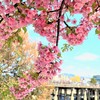 三条大橋のたもとの桜～!!