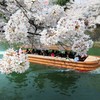 岡崎・疎水沿いの桜～!!