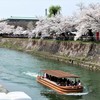 岡崎・疎水沿いの桜、十石船が～!!