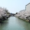 岡崎・疎水沿いの桜～!!