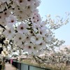岡崎・疎水沿いの桜が満開～!!