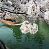岡崎・疎水沿いの桜～!!