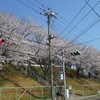 船橋芝山高校の桜