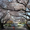 倶利伽羅不動尊の桜