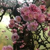 盆梅