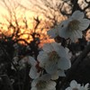 百梅園(岐阜県)