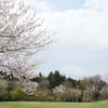 静岡の桜