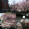 岐阜の桜
