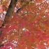太陽に透かしてみる紅葉の美しさ