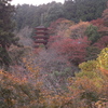 紅葉に埋もれた「長谷寺」の五重塔