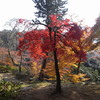 紅葉の名所、錦の里「正暦寺」の紅葉