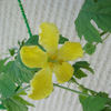 両性具有ゴーヤ花