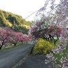 朝早くに来ました