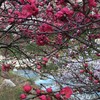 お花と渓流は合いますね