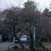 桜の木　少し咲き始めたかなって感じ