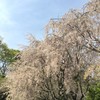 枝垂れ桜