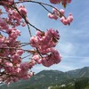 花桃