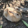 まんまる子うさぎ