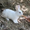 第二子うさぎ