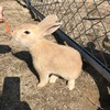 第一子うさぎ