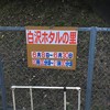これはナイスなホタルちゃん！