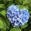 ハートの紫陽花