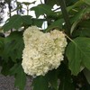 なんかクマみたいな紫陽花
