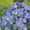 渦紫陽花というらしい