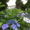 お寺と紫陽花は絵になります