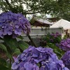 こんなんがあるから､梅雨もまた楽しみに
