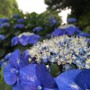 いろんな紫陽花