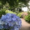 紫陽花祭りです