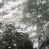 ①冷気漂う濃霧の森。神秘的でした～♪