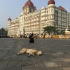 インド犬とタージマハルホテル
